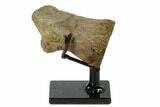 Hadrosaur (Brachylophosaur) Toe Bone - Montana #135463-2
